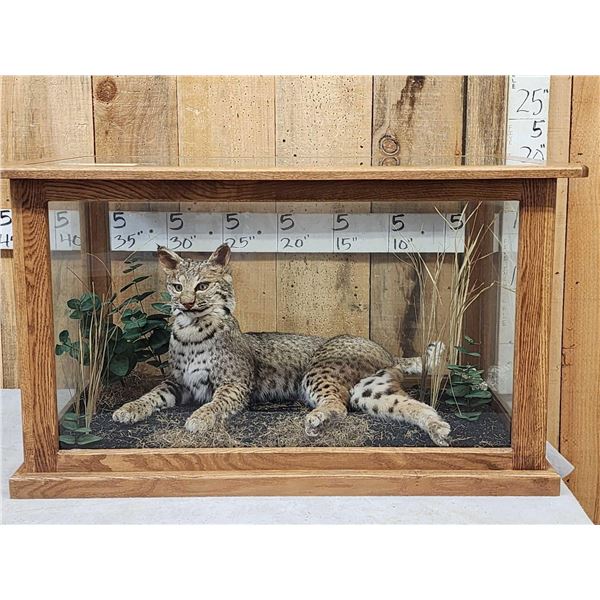 Big Bobcat In Oak Display Case Taxidermy