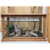 Image 1 : Big Bobcat In Oak Display Case Taxidermy