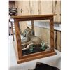 Image 2 : Big Bobcat In Oak Display Case Taxidermy