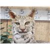 Image 4 : Big Bobcat In Oak Display Case Taxidermy