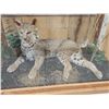 Image 5 : Big Bobcat In Oak Display Case Taxidermy