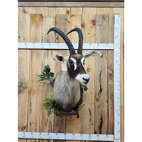 African Roan Antelope Shoulder Mount Taxidermy