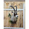 Image 1 : African Roan Antelope Shoulder Mount Taxidermy