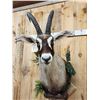 Image 2 : African Roan Antelope Shoulder Mount Taxidermy