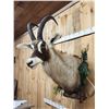 Image 3 : African Roan Antelope Shoulder Mount Taxidermy