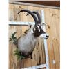 Image 4 : African Roan Antelope Shoulder Mount Taxidermy