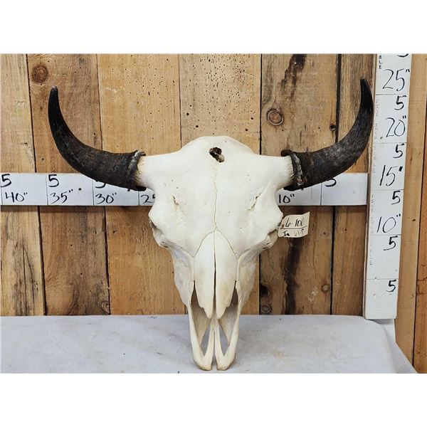 Big American Bison Buffalo Skull Taxidermy