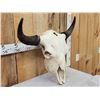 Image 2 : Big American Bison Buffalo Skull Taxidermy