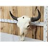 Image 3 : Big American Bison Buffalo Skull Taxidermy