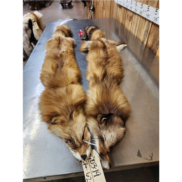 2 Big Red Fox Soft Tanned Furs Taxidermy