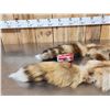 Image 2 : 2 Big Red Fox Soft Tanned Furs Taxidermy