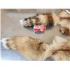 Image 3 : 2 Big Red Fox Soft Tanned Furs Taxidermy