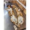 Image 5 : 2 Big Red Fox Soft Tanned Furs Taxidermy