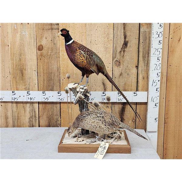 Rooster & Hen Ringneck Pheasants Full Body Bird Taxidermy