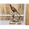 Image 1 : Rooster & Hen Ringneck Pheasants Full Body Bird Taxidermy