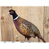 Image 2 : Rooster & Hen Ringneck Pheasants Full Body Bird Taxidermy