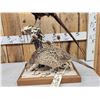 Image 3 : Rooster & Hen Ringneck Pheasants Full Body Bird Taxidermy