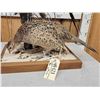 Image 4 : Rooster & Hen Ringneck Pheasants Full Body Bird Taxidermy