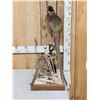 Image 5 : Rooster & Hen Ringneck Pheasants Full Body Bird Taxidermy