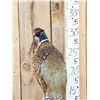 Image 6 : Rooster & Hen Ringneck Pheasants Full Body Bird Taxidermy
