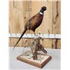 Image 7 : Rooster & Hen Ringneck Pheasants Full Body Bird Taxidermy