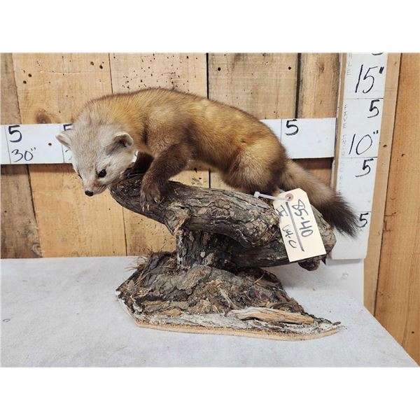 Pine Marten Full Body Taxidermy Mount