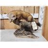 Image 1 : Pine Marten Full Body Taxidermy Mount