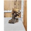 Image 2 : Pine Marten Full Body Taxidermy Mount