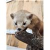 Image 3 : Pine Marten Full Body Taxidermy Mount