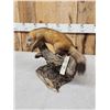 Image 4 : Pine Marten Full Body Taxidermy Mount