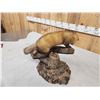 Image 5 : Pine Marten Full Body Taxidermy Mount