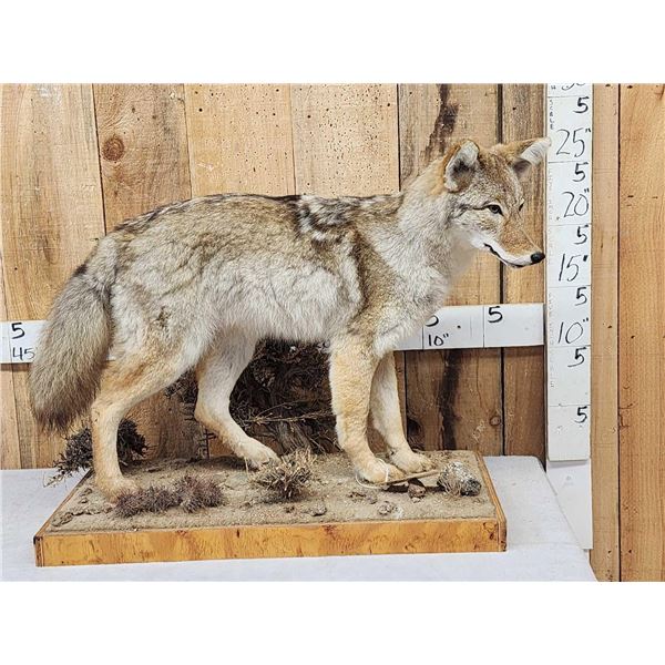 Coyote Full Body Taxidermy Mount