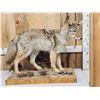 Image 1 : Coyote Full Body Taxidermy Mount