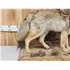 Image 2 : Coyote Full Body Taxidermy Mount