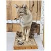 Image 3 : Coyote Full Body Taxidermy Mount