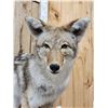 Image 4 : Coyote Full Body Taxidermy Mount