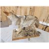 Image 5 : Coyote Full Body Taxidermy Mount