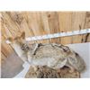 Image 6 : Coyote Full Body Taxidermy Mount
