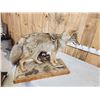 Image 7 : Coyote Full Body Taxidermy Mount
