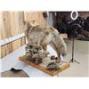 Image 8 : Coyote Full Body Taxidermy Mount