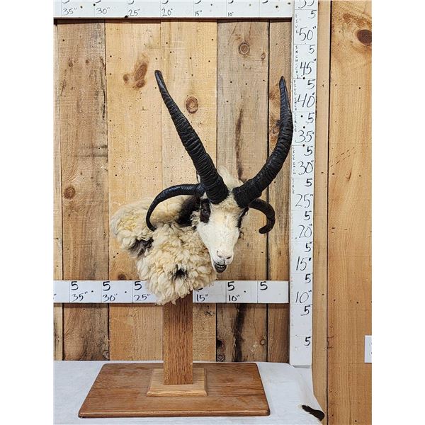 Jacob's 4 Horn Sheep Pedestal Taxidermy Mount