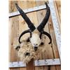Image 2 : Jacob's 4 Horn Sheep Pedestal Taxidermy Mount