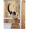 Image 3 : Jacob's 4 Horn Sheep Pedestal Taxidermy Mount