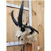 Image 5 : Jacob's 4 Horn Sheep Pedestal Taxidermy Mount