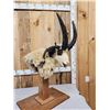 Image 6 : Jacob's 4 Horn Sheep Pedestal Taxidermy Mount