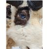 Image 7 : Jacob's 4 Horn Sheep Pedestal Taxidermy Mount