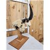 Image 8 : Jacob's 4 Horn Sheep Pedestal Taxidermy Mount