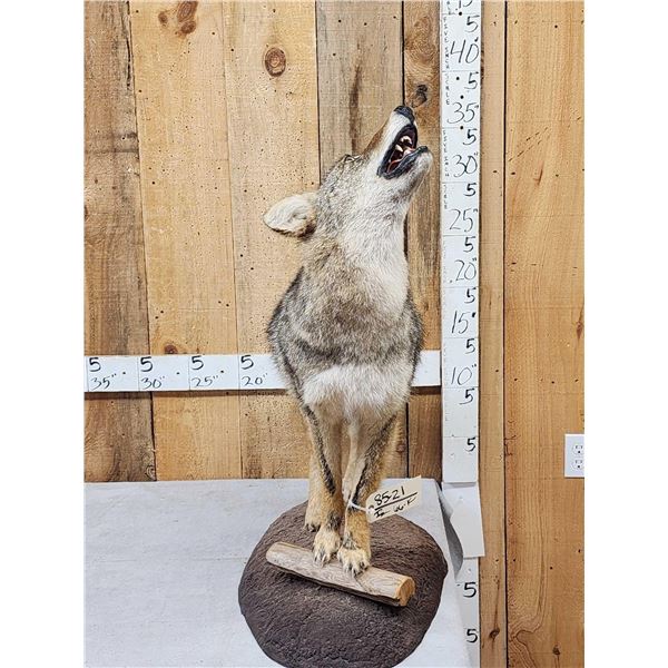 Howling Coyote Full Body Taxidermy Mount