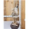 Image 1 : Howling Coyote Full Body Taxidermy Mount