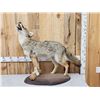 Image 2 : Howling Coyote Full Body Taxidermy Mount